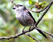 Long-tailed Tit