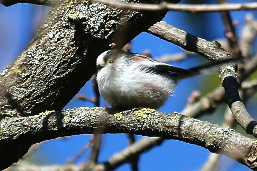 Long-tailed Tit