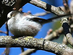 Long-tailed Tit