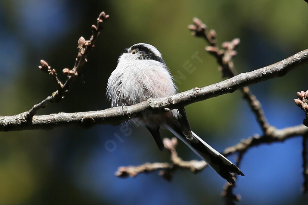 Long-tailed Tit