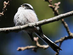 Long-tailed Tit