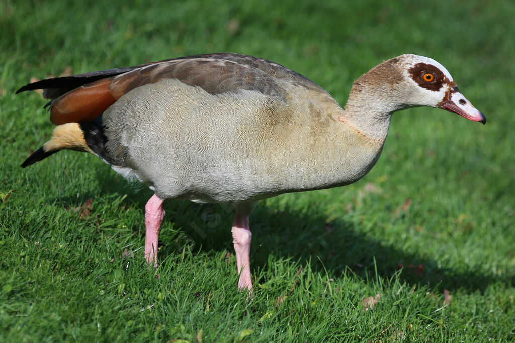 Egyptian Goose