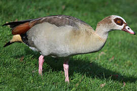 Egyptian Goose