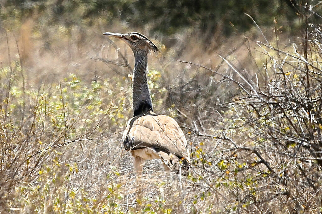 Kori Bustard