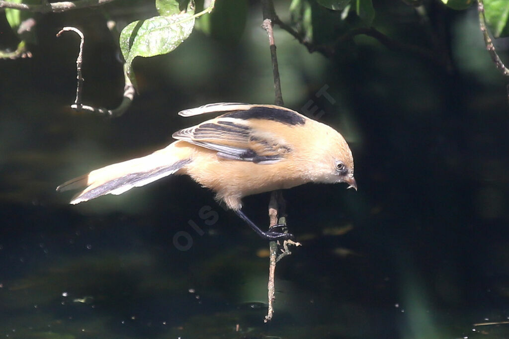 Bearded Reedlingjuvenile