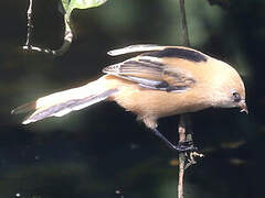 Bearded Reedling