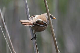 Bearded Reedling