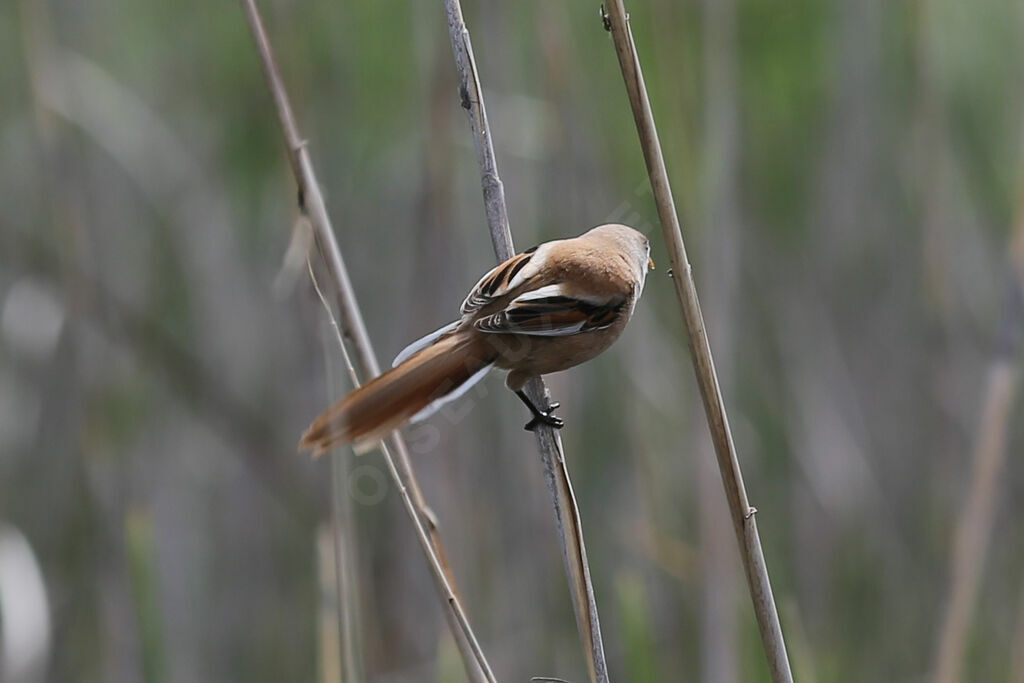 Bearded Reedling