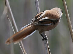 Bearded Reedling