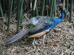 Indian Peafowl