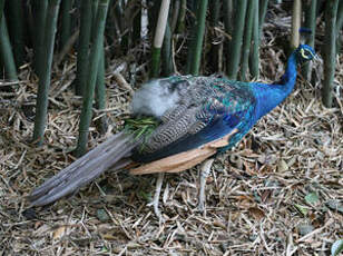 Paon bleu