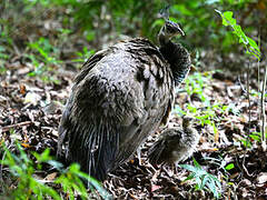 Indian Peafowl