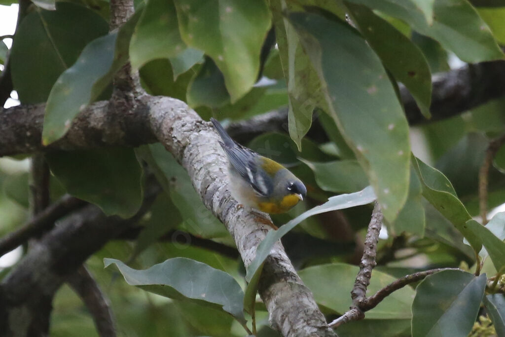 Northern Parula