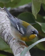 Northern Parula