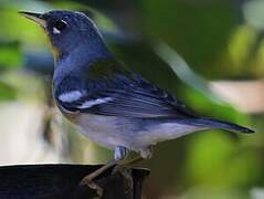 Northern Parula