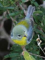 Paruline à collier