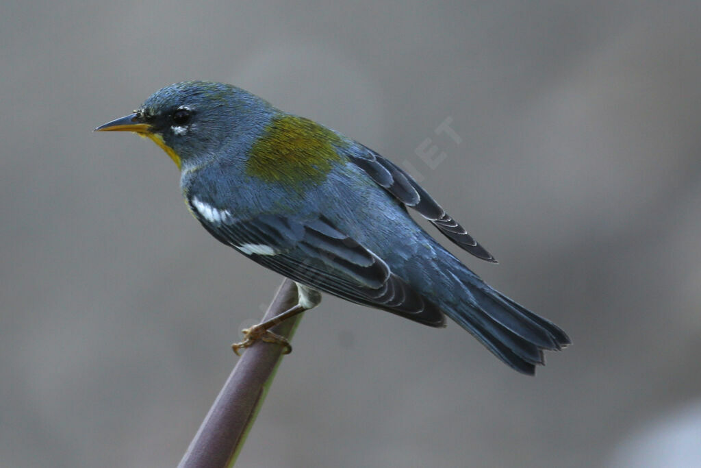 Northern Parula