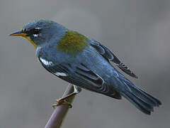 Northern Parula