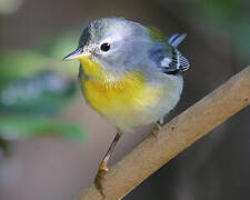 Northern Parula