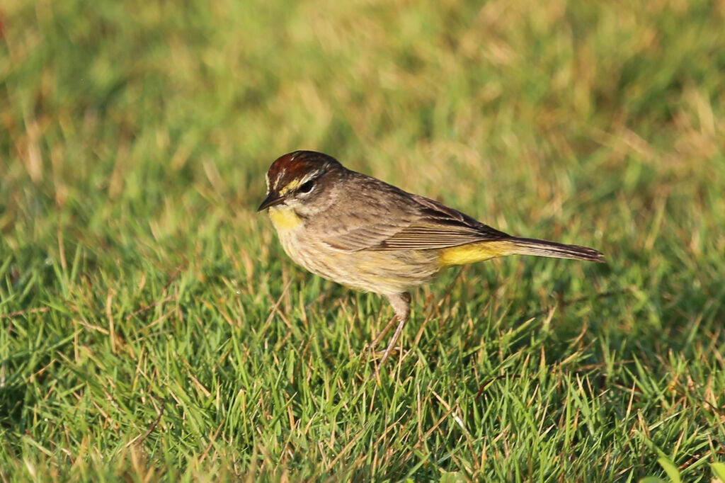 Palm Warbler