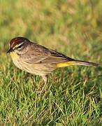 Palm Warbler