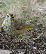 Paruline à couronne rousse