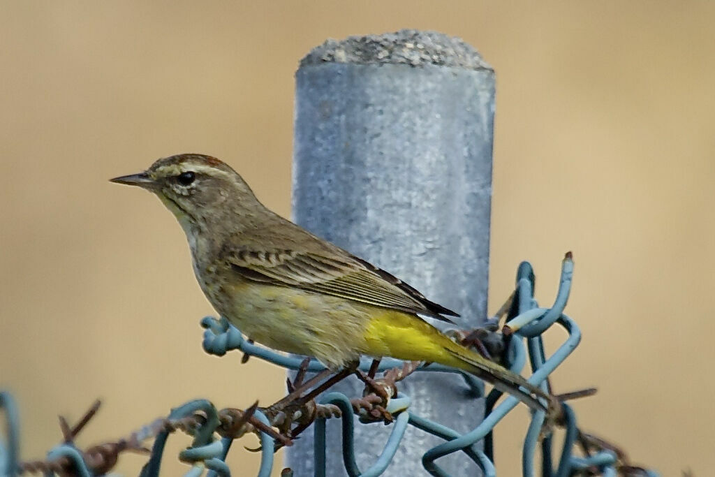 Palm Warbler