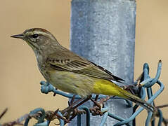 Palm Warbler