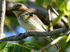 Myrtle Warbler