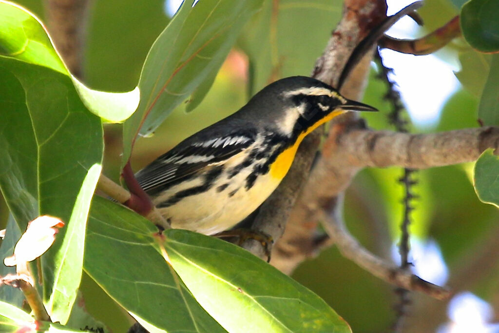 Yellow-throated Warbler