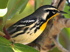 Yellow-throated Warbler