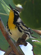 Yellow-throated Warbler