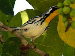 Yellow-throated Warbler