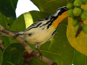 Paruline à gorge jaune