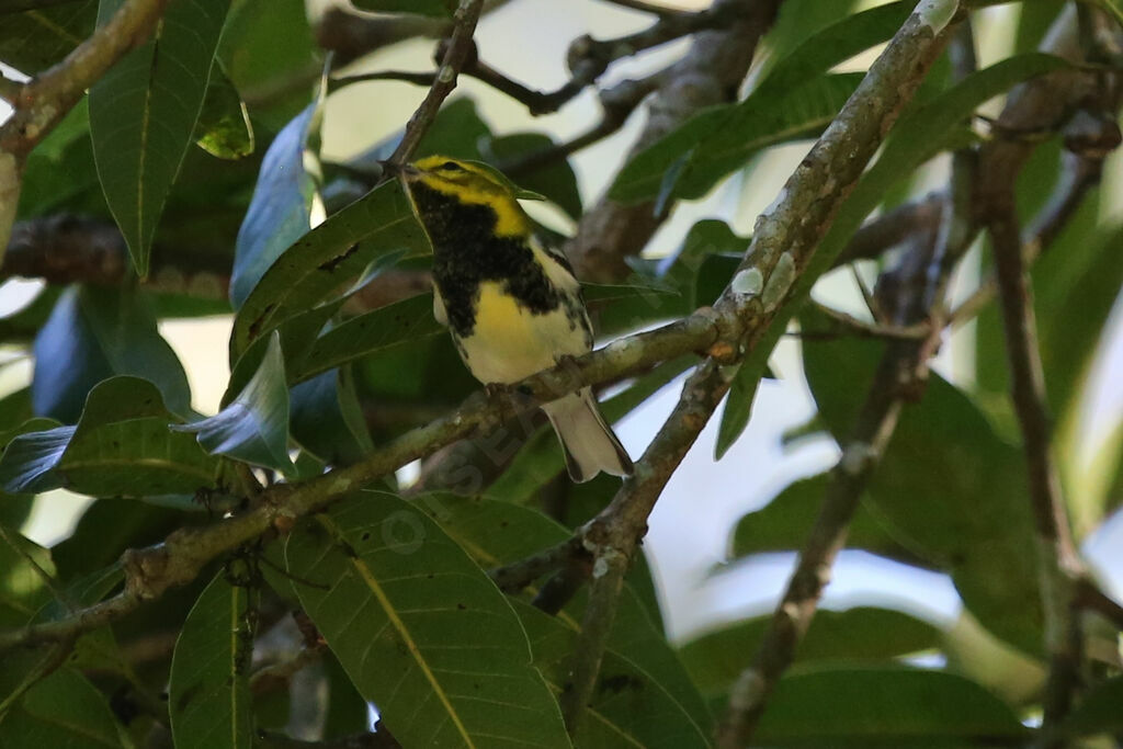 Black-throated Green Warbler