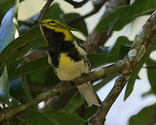 Black-throated Green Warbler