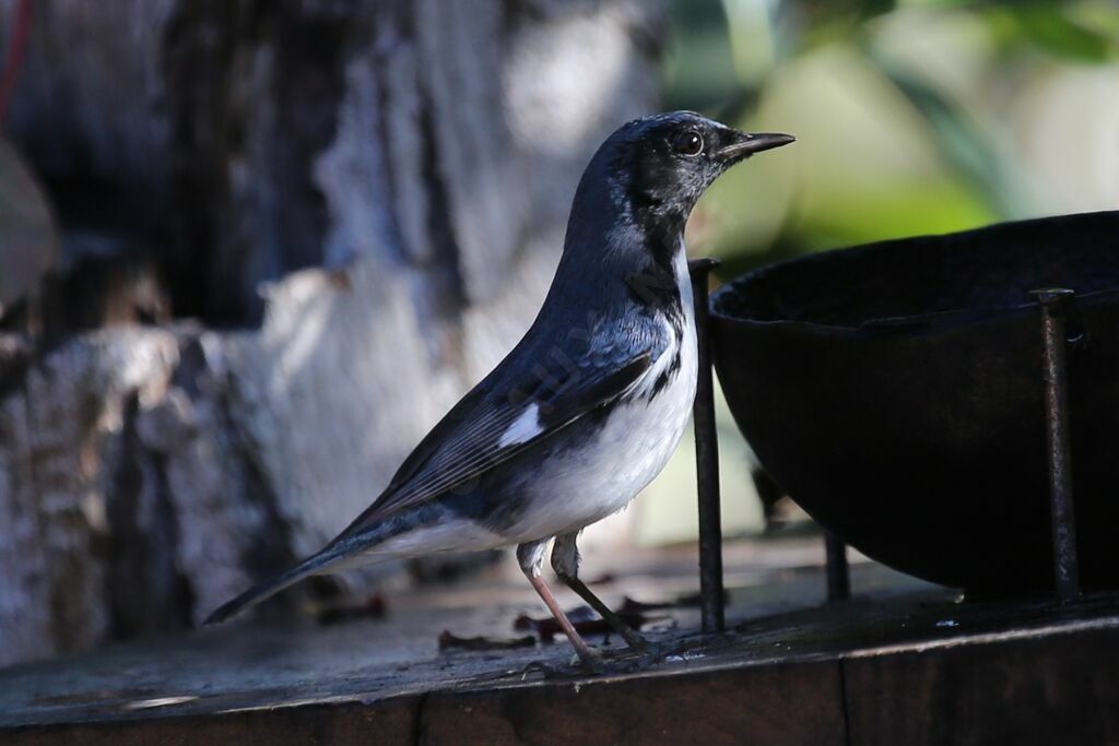 Paruline bleue