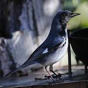 Paruline bleue