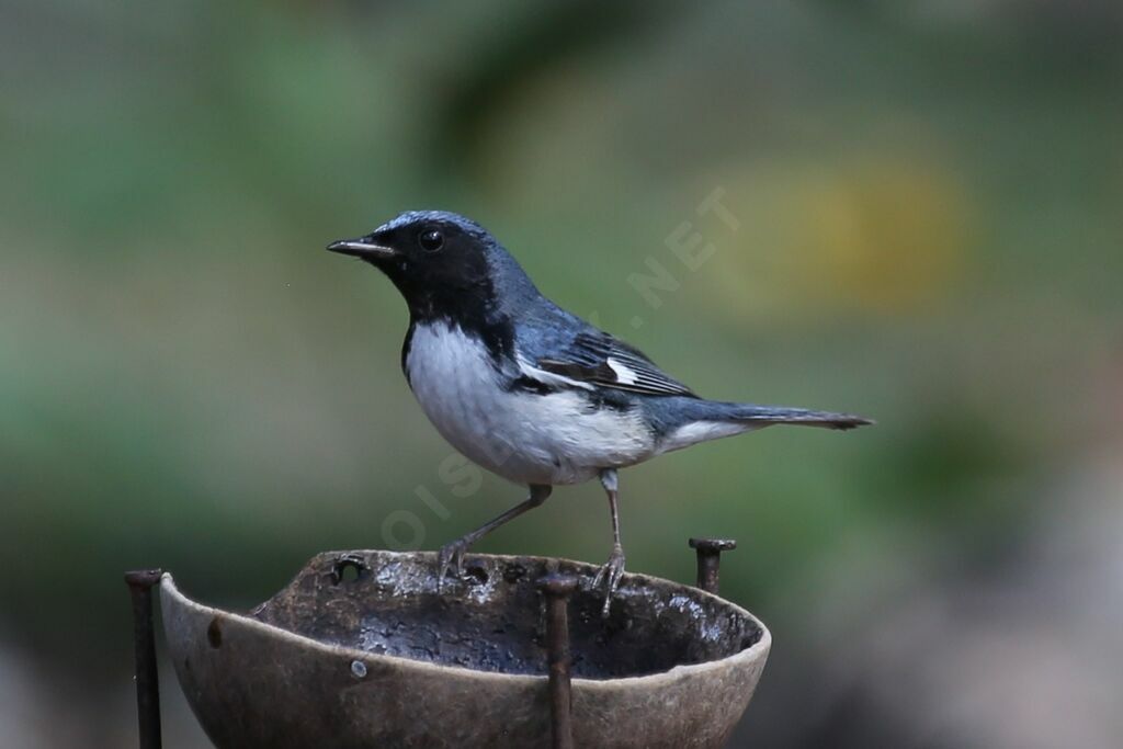 Paruline bleue