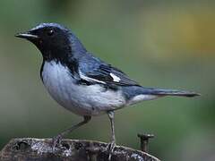 Black-throated Blue Warbler