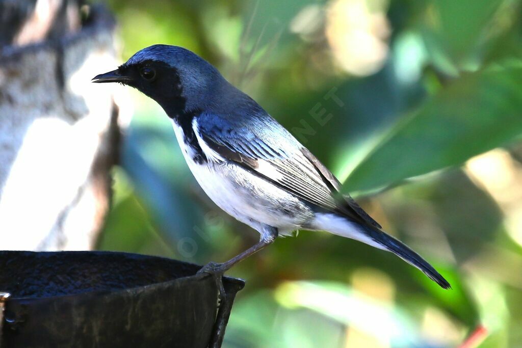 Paruline bleue