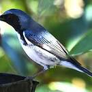 Paruline bleue