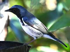 Black-throated Blue Warbler