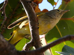 Oriente Warbler