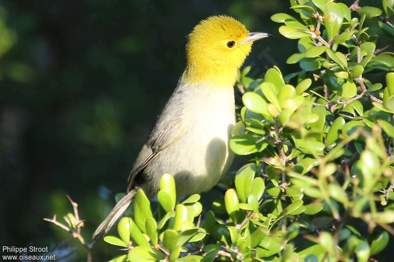 Yellow-headed Warbleradult, habitat, pigmentation