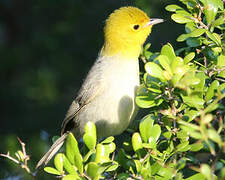 Yellow-headed Warbler