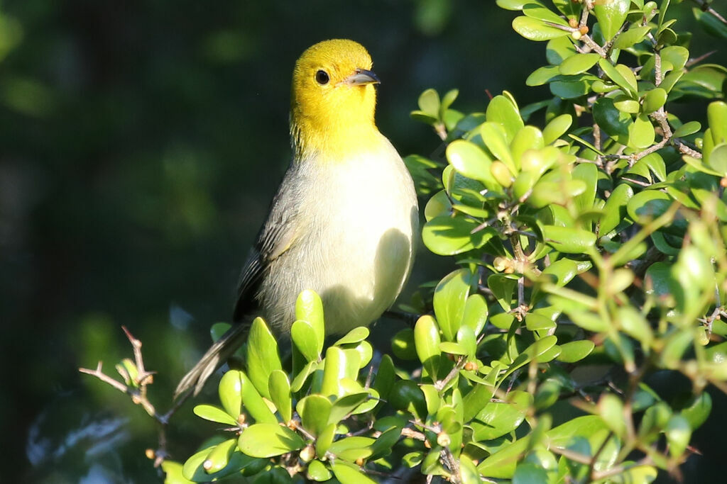 Yellow-headed Warbler