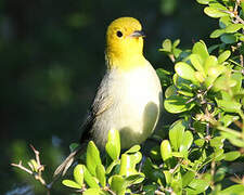 Yellow-headed Warbler