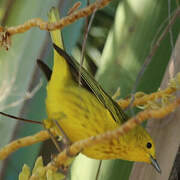 Mangrove Warbler