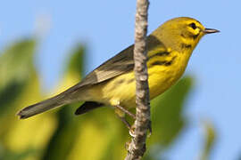 Prairie Warbler